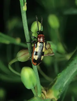Asparagus: Asparagus Beetle (Crioceris asparagi)