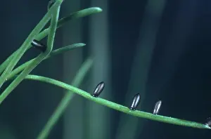 Asparagus: Asparagus Beetle Eggs