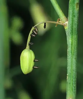 Asparagus: Asparagus beetle eggs