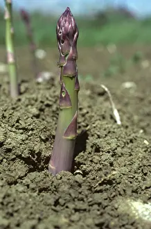 Asparagus: Asparagus Beetle eggs on Asparagus