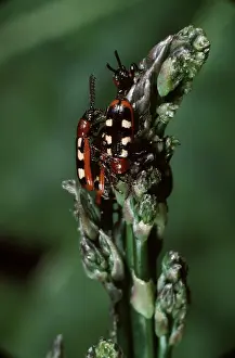 Asparagus: Asparagus Beetles on asparagus