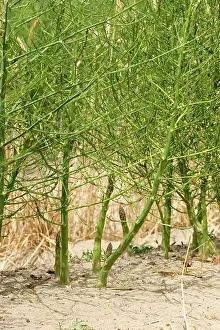 Asparagus: Asparagus - cultivated