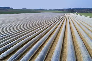 Vegetables: Asparagus cultivation near Schrobenhausen in Bavaria