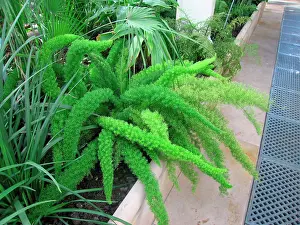 Asparagus: Asparagus densiflorus Myersii