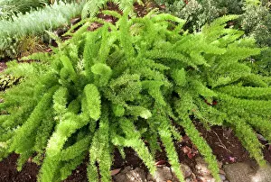 Asparagus: Asparagus Fern - Foliage