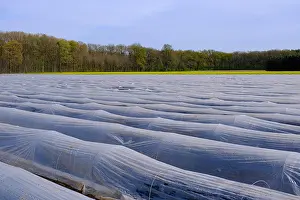 Asparagus: Asparagus field under foil, Lower Rhine, North R