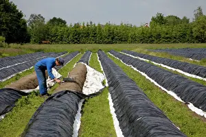 Asparagus: Asparagus harvest