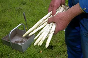Asparagus: Asparagus harvest