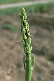 Asparagus: Asparagus shoot