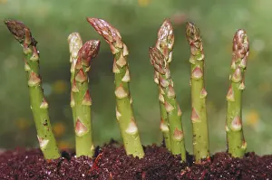 Asparagus: Asparagus spears