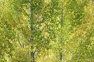 Populus: Aspen