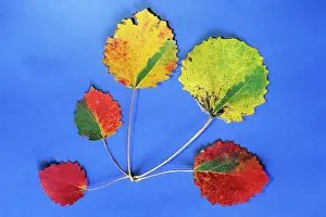 Aspens: Aspen - autumn leaves as decoration