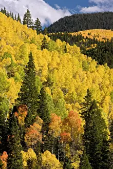 Firs: Aspen and Douglas Fir Trees