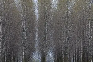 Populus: Aspen - Fertoe-Hansag National Park - Hungary