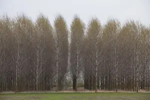 Populus: Aspen - Fertoe-Hansag National Park - Hungary