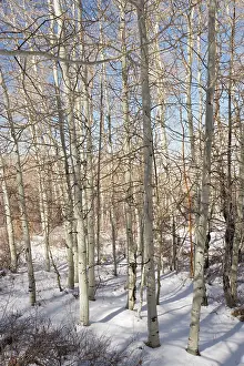 Aspens: Aspen Forest (Populus tremuloides) in winter at 2500-3000m