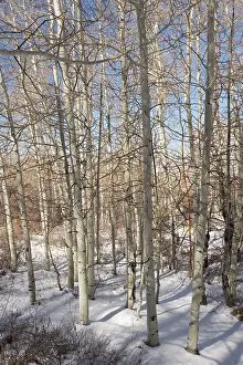 Aspens: Aspen Forest in winter