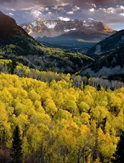 Juan: Aspen Forests - in autumn