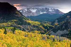 Aspens: Aspen forests in autumn