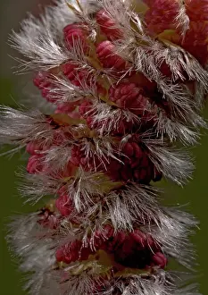 Aspens: Aspen, male catkins in spring