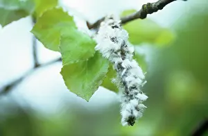 Trembling: Aspen