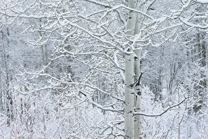 Populus: Aspen