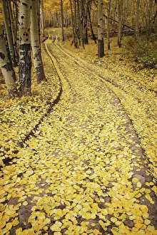 Populus: Aspen Road, CO