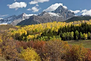 Aspens: Aspen and Spruce forests