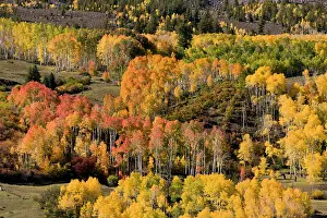 Aspens: Aspen and Spruce forests in autumn
