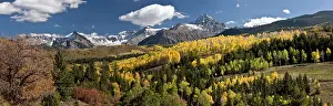 Aspens: Aspen and Spruce forests - Panorama in autumn