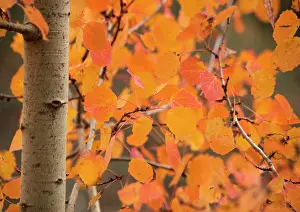 Stunning: Aspen, with stunning red autumn foliage