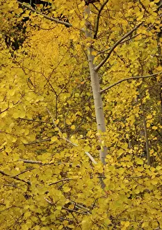 Aspens: Aspen. With superb autumn colour