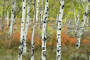 Aspens: Aspen Tree Trunks