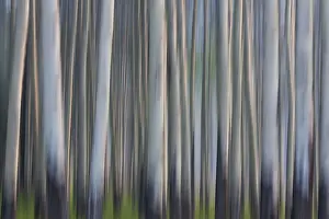 Tremula: Aspen Tree trunks