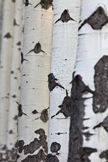 Tremula: Aspen Tree trunks