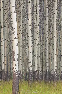 Populus: Aspen Tree trunks