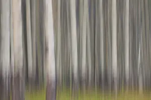 Populus: Aspen Tree trunks