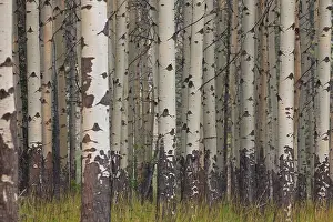 Populus: Aspen Tree trunks