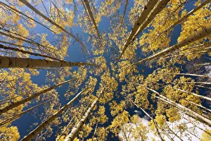 Aspens: Aspen Trees