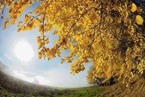 Populus: Aspen Trees, in autumn color and morning mist, Hessen