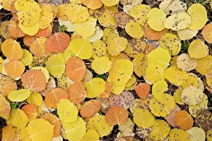 Quaking: Aspen trees - Fallen Quaking Aspen leaves - with