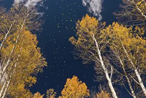 Aspens: Aspen trees - leaves falling in autumn (fall)