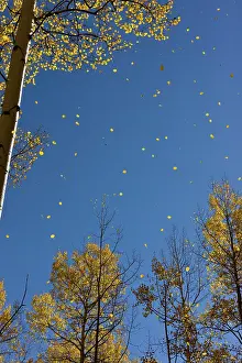 Aspens: Aspen Trees - leaves falling in autumn (fall)