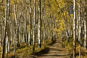 Aspens: Aspen Trees - mountain road through Aspens with