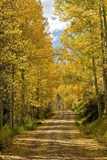 Aspens: Aspen Trees - mountain road through Aspens with