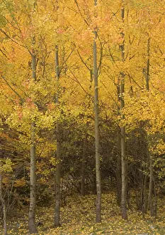 Stunning: Aspen trees with stunning autumn colour