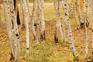 Tremula: Aspen trunks in autumn