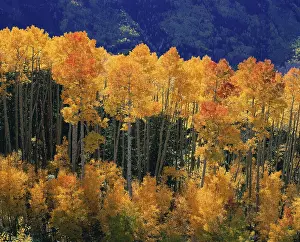 Aspens: ASPENS - In Autumn