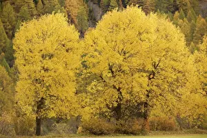 Aspens: Aspens, in autumn colour
