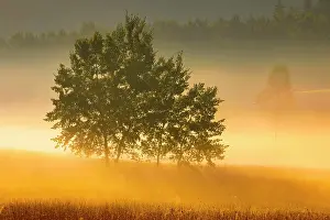 Populus: Aspens in the Rothenthurm upland moor at sunrise